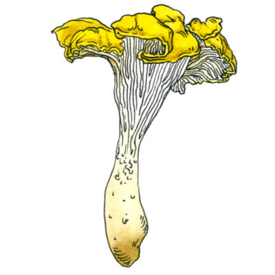 Cantharellus Formosus - Mayshroom Challenge | AZ Kubicki