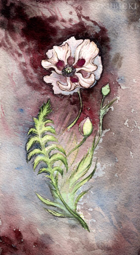 Oriental Poppy | AZ Kubicki